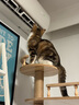 乐妃大型猫爬架猫架子猫窝猫树一体双太空舱豪华猫咪别墅城堡 实拍图