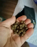 统一 锦鲤鱼食 金鱼饲料 增色增体不浑水 成鱼主食大颗粒1kg 晒单实拍图