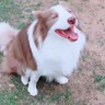 皇家皇家狗粮 成犬狗粮 犬粮 通用犬型 CC 通用粮 ≥12月 8KG 实拍图