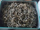 匠界碧螺春2025绿茶新茶花果香雨前茶叶正宗高山茶叶袋装500g 实拍图