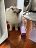 领先猫主食罐头猫咪零食湿粮全价猫粮礼盒装混合口味85g*30罐 实拍图