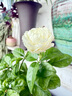 绿之妙圆叶正宗虎头茉莉花盆栽室内浓香花卉重瓣老桩带花苞四季开花植物 实拍图
