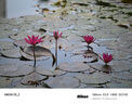 尼康（Nikon）Z 70-180mm f/2.8 全画幅 紧凑型 长焦变焦镜头 自动对焦   实拍图