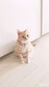 皇家皇家成猫猫粮 肠道舒适 EP42通用粮12月以上10KG 实拍图