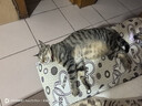 网易严选全价猫粮幼猫成猫鲜肉夹心双拼泡芙猫粮1.5kg*4袋  鸡肉蔓越莓 实拍图