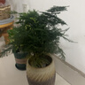 幼薇文竹盆栽植物室内绿化四季迷你办公室绿植摆件桌面好养创意小盆景 文竹+塑料原盆 带盆栽好 实拍图