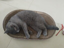【京东物流】猫抓板磨爪猫窝一体耐磨不掉屑超大号猫玩具猫咪用品 椭圆大号+猫薄荷 实拍图