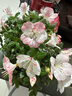 HB-101植物活力素营养液1000ml兰花多肉僵苗促生长生根液花卉绿植通用 实拍图