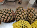 鲜武士金钻凤梨正宗手撕凤梨甜蜜蜜凤梨热带水果无眼树上熟新鲜水果生鲜 大果1个装 甜蜜蜜凤梨(台农16号) 实拍图