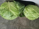 新鲜甘蓝包菜卷心菜新鲜嫩绿莲花白现摘现发早餐减脂 新鲜包菜 1.5-2斤 人工挑拣 实拍图
