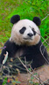 卡西道夫风宝小风扇usb家用电扇桌面风扇台式电风扇小型办公室宿舍厨房便携充电式摇头台扇充插两用大风力 6寸【纯插电】标配 实拍图