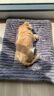 熊猫兔 猫狗垫子 秋冬柔软仿兔绒猫狗垫子猫窝狗窝垫颜色随机80cm*60cm 实拍图