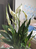 【热销款】白掌一帆风顺盆栽水培植物室内花绿植红掌发财树吸甲醛 特级白掌带花+繁星自吸盆 实拍图
