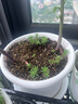 德沃多肥料进口营养土30L通用植物园艺盆栽兰花绿萝发财树有机种菜养花土壤 实拍图