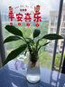 特大号玻璃花瓶桌面插花水养鲜花富贵竹高花瓶ins风客厅装饰摆件 【17高透明】小号锥桶竖条 实拍图