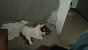 艾禾美（Arm&Hammer）铁锤猫砂黑盒绿标28磅 实拍图