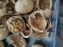 新疆185纸皮生核桃5斤原味坚果孕妇零食核桃纸皮新疆薄皮鲜生核桃 【3斤手剥即开】精选185纸皮核桃 官方严选产品 实拍图