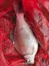 川泽加粗醒目湖库鲢鳙专用鱼漂纳米远投大物漂超长行程抗走水翘嘴浮漂 NP-02-3号 青草大物漂 铅:6.2g 单支【防爆大物漂 加粗醒目】 实拍图