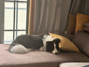 伯纳天纯专供款 中/大型犬全价幼犬宠物主粮羊肉蔓越莓味萨摩耶15kg/30斤 实拍图