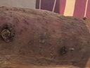 现挖沙地蜜薯红薯新鲜农家糖心番薯烤地瓜软糯批发黄心包邮 沙地蜜薯5斤装 中果 实拍图
