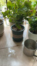 重瓣茉莉花盆栽浓香型南方四季开花带盆驱蚊绿植花卉室内阳台庭院 茉莉4~5棵带花苞发货【送加仑盆】 实拍图