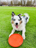 皇家皇家狗粮 成犬狗粮 犬粮 通用犬型 CC 通用粮 ≥12月 8KG 实拍图