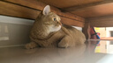 卫仕营养化毛膏120g 狗狗猫咪微量元素维生素鱼油去毛吐毛化毛球片 实拍图