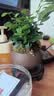 开时果 丛林九里香盆栽七里香盆景 室内桌面驱蚊绿植好养活开花卉植物 【热销款】舍得紫砂盆+苔藓+底座 实拍图