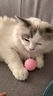 【京东快递】猫咪玩具球猫薄荷狗狗闪光发光球铃铛球玩具解闷神器 白色球1个【闪光款】 实拍图