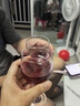 拉索尔菲（sol vin rouge）花开堪折精选干红2瓶装红酒礼盒春节送礼红酒整箱6支装半甜型礼盒 半甜2支+醒酒器+2杯子+开瓶器 实拍图