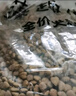 麦富迪狗粮 藻趣儿狗粮幼犬粮牛肉螺旋藻 呵护肠胃7.5kg/15斤 实拍图
