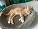 疯狂的主人猫抓板窝碗形大号猫抓盆不掉屑猫窝宠物猫玩具瓦楞纸猫爪板 实拍图