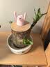 花翁巴西木格鲁特水养幸运木水培盆栽办公室内阳台花卉绿植物源头直发 实拍图