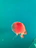 云南白药牙膏口腔护理经典套装 护龈亮白祛渍 清新口气3支装535g+牙刷2支 实拍图