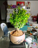 开时果 小叶赤楠盆景摆件 办公室桌面绿植花卉好养盆栽植物源头直发包邮 【热销款】舍得紫砂盆+黑石+底座 实拍图