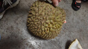 榴恋莱新鲜泰国进口金枕榴莲水果鲜榴莲时令 巴掌新鲜榴莲水果 精选9-10斤装（1-2个） 实拍图