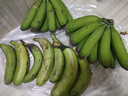 吉果叔 云南高山甜香蕉 新鲜水果当季现摘大芭蕉小米蕉甜香蕉整箱自然熟 9斤净重 8.5斤 实拍图
