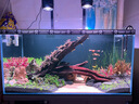 尼特利（NETLEA）专业LED筒灯全光谱灯爆藻灯植物养殖灯 【90W水草版】支架套餐【支架6-12mm】 实拍图