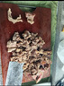 荤八厨 内蒙古牛窝骨2斤净重 新鲜黄牛肉牛骨头带肉筋块牛膝盖火锅食材 实拍图