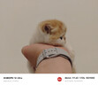 梵都宠舍狗窝垫子睡垫加厚加绒可水洗猫床垫冬季保暖猫咪睡觉用垫子大号 实拍图