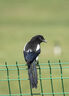 适马（SIGMA）150-600mm F5-6.3 DG DN OS ｜Sports 全画幅无反 超远摄变焦镜头  打鸟拍荷花（索尼卡口） 实拍图
