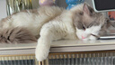 普安特宠物狗狗猫咪滴眼液眼药水狗狗泪痕眼屎多洗滴眼液金银花贝朗明 实拍图