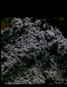 纯草木灰肥料天然有机钾肥正宗农家肥育苗杀虫种菜果树通用稻壳炭 纯草木灰（现烧现卖）10斤 实拍图