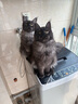 FURminator富美内特猫梳子布偶长毛猫梳毛刷猫用宠物梳子去毛神器梳毛神器 长毛中大型猫≥4.5kg 实拍图
