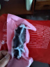 官参堂 大连底播即食海参新鲜辽刺参海鲜水产礼盒 500g 9-12只 甄选 实拍图