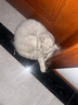 沃趣 猫砂钠基矿砂矿土吸水猫咪用品无尘猫砂9斤 实拍图
