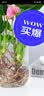 行湘水培植物粉掌盆栽植物红掌内面好养鲜花水养绿植花卉 源头直发 实拍图