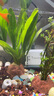 森森 小鲤鱼缸水泵小型潜水泵过滤泵抽水泵XQP-500 6W 实拍图