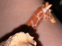 思乐（Schleich S）仿真动物模型 老虎狮子狼豹白虎猞猁男女孩儿童玩具生日礼物3+ 狮子14812 实拍图