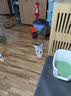 皇家猫粮10kg英短猫粮成猫粮布偶美短波斯虎斑蓝猫国产全价猫粮通用粮 RA32布偶猫成猫猫粮10kg 实拍图